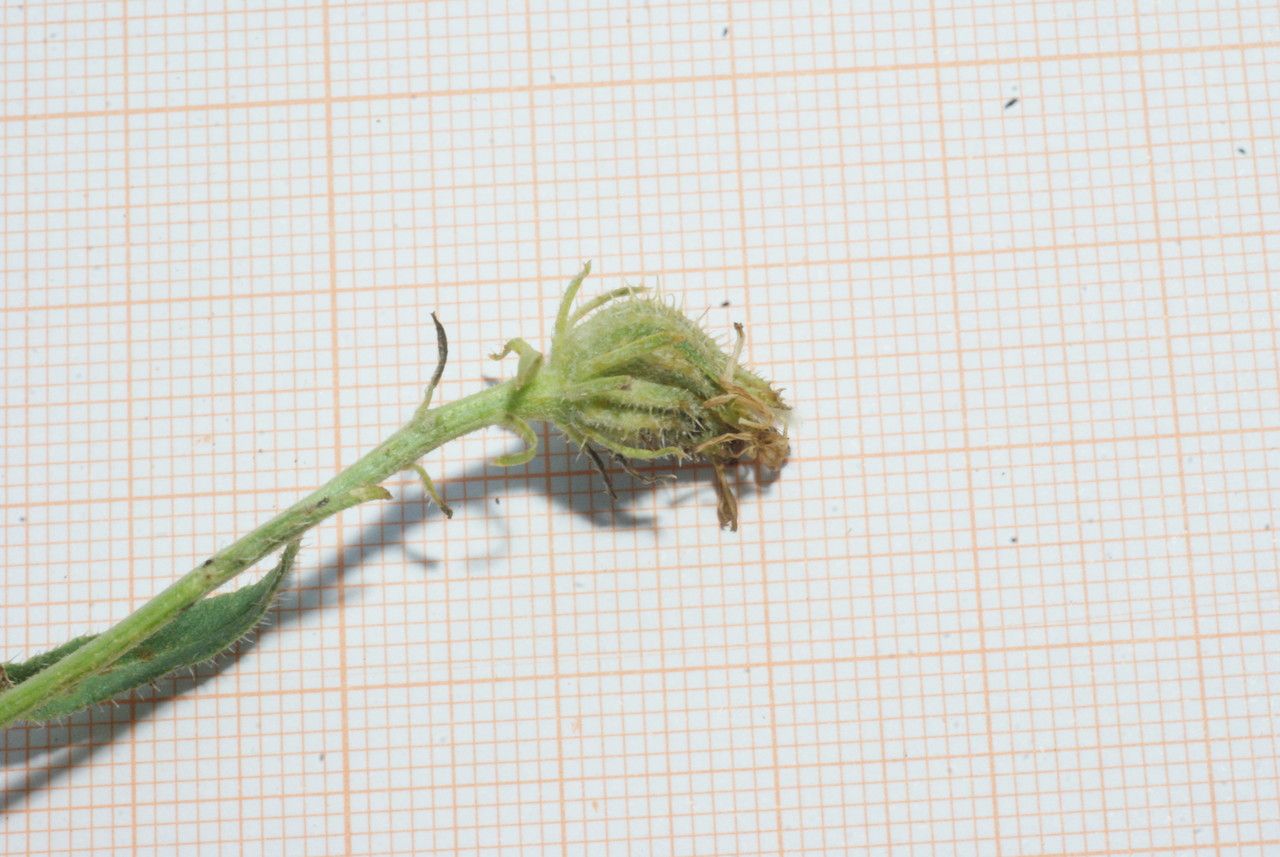 Picris cupuligera flower