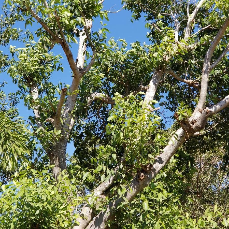 Ficus geniculata leaf