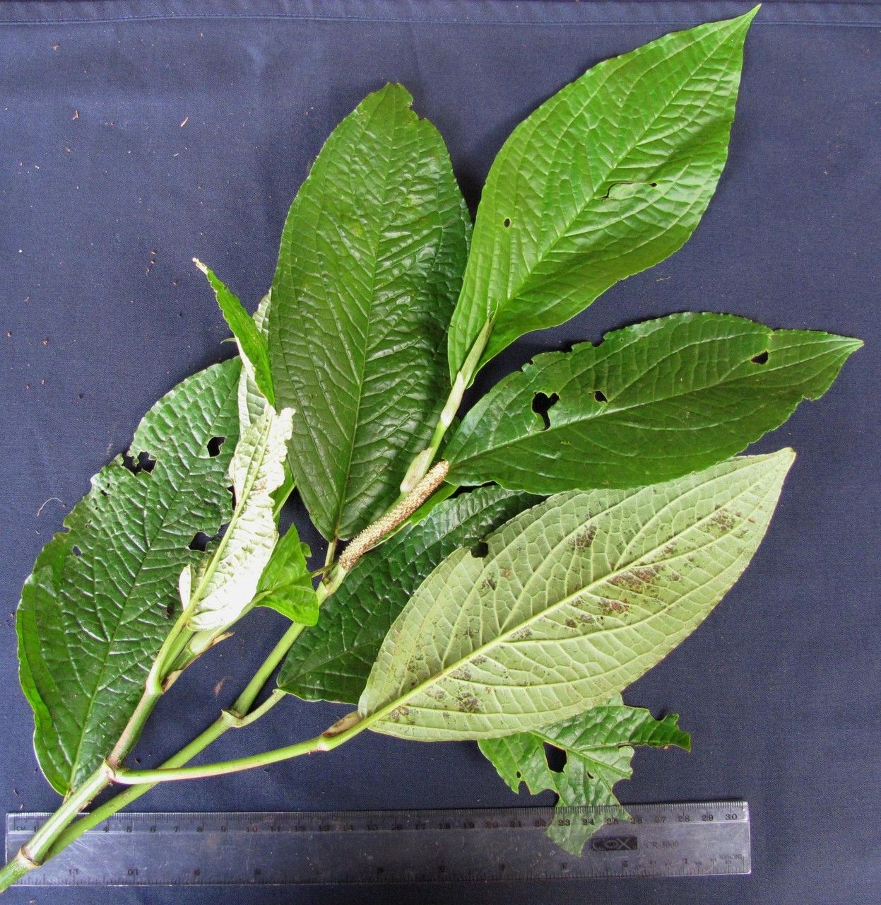 Piper epigynium other