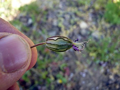 Silene pendula fruit