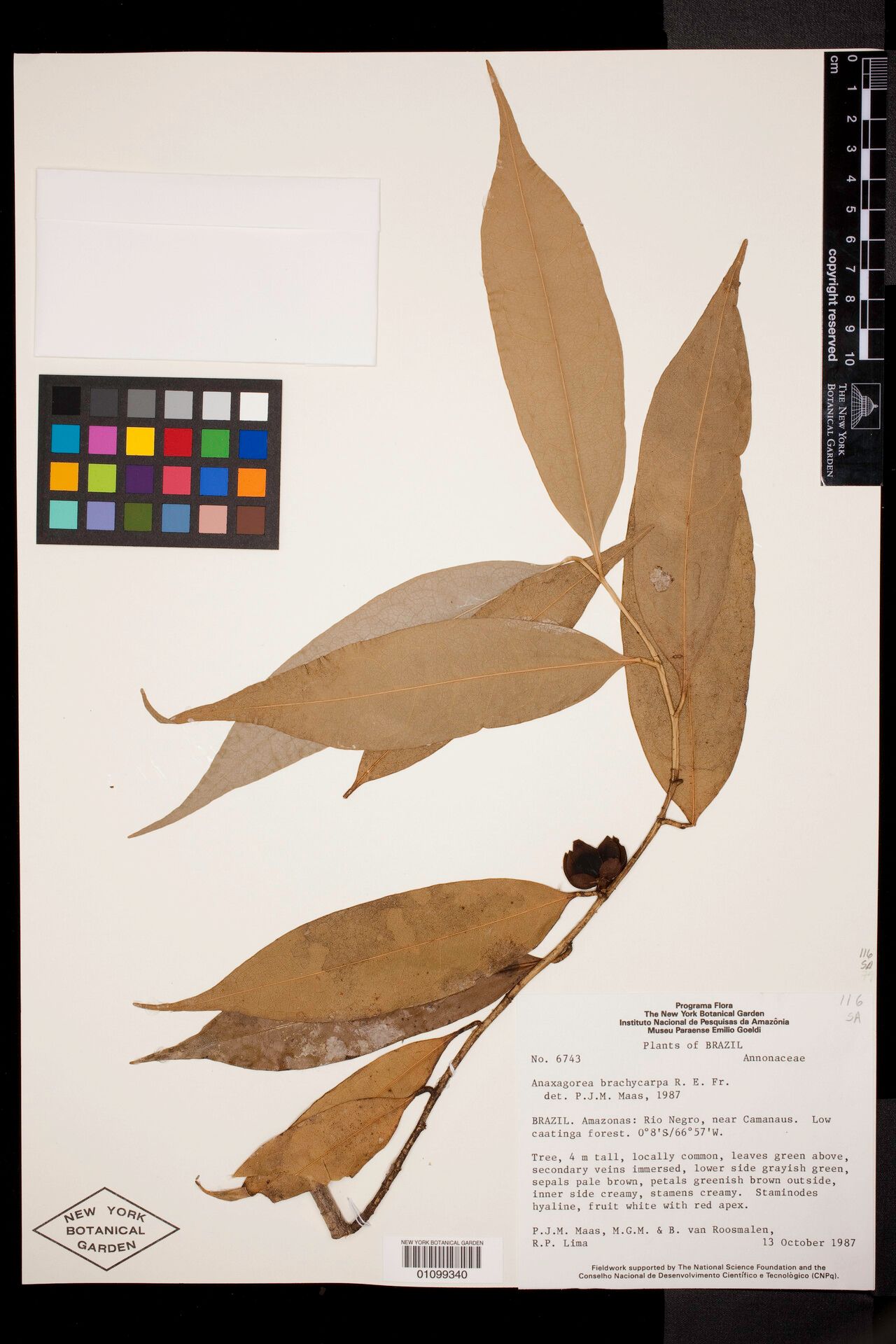 Anaxagorea brachycarpa fruit