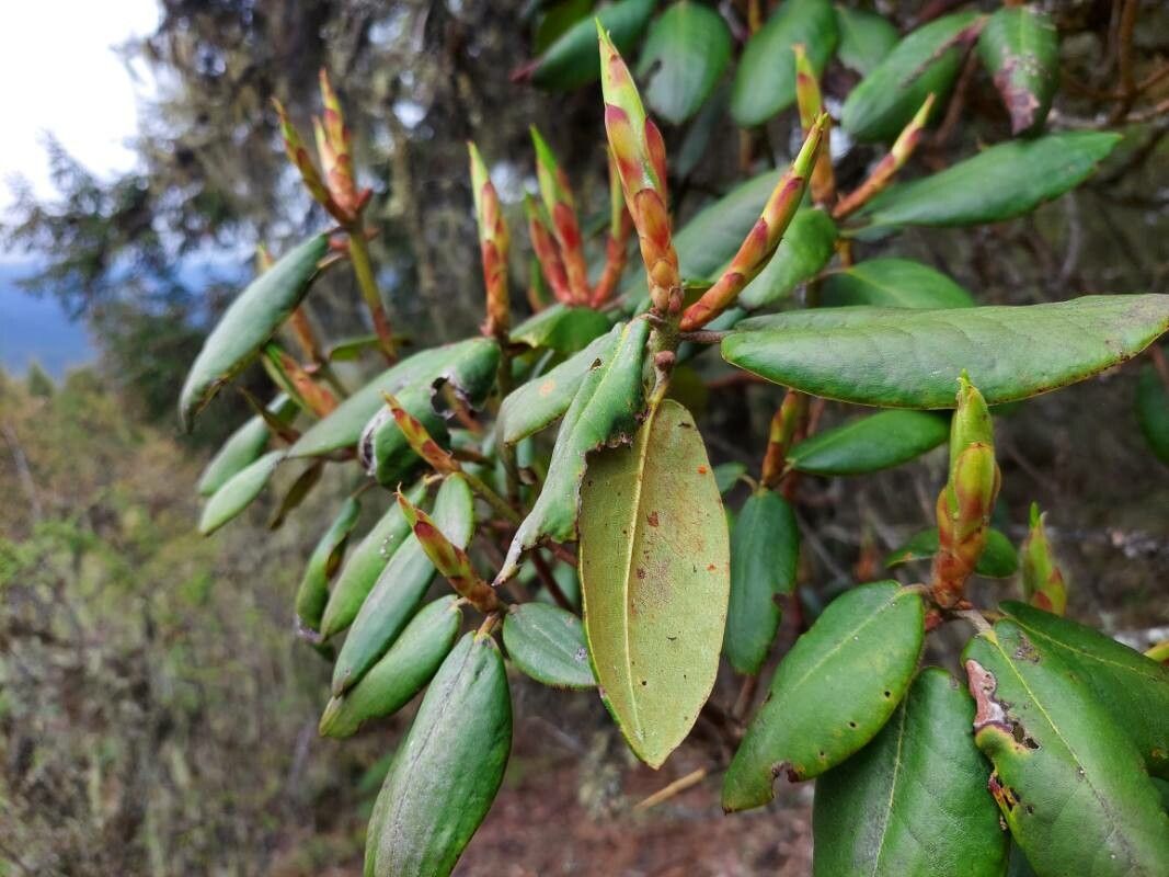 Rhododendron wallichii — search result for 'Bhutan'