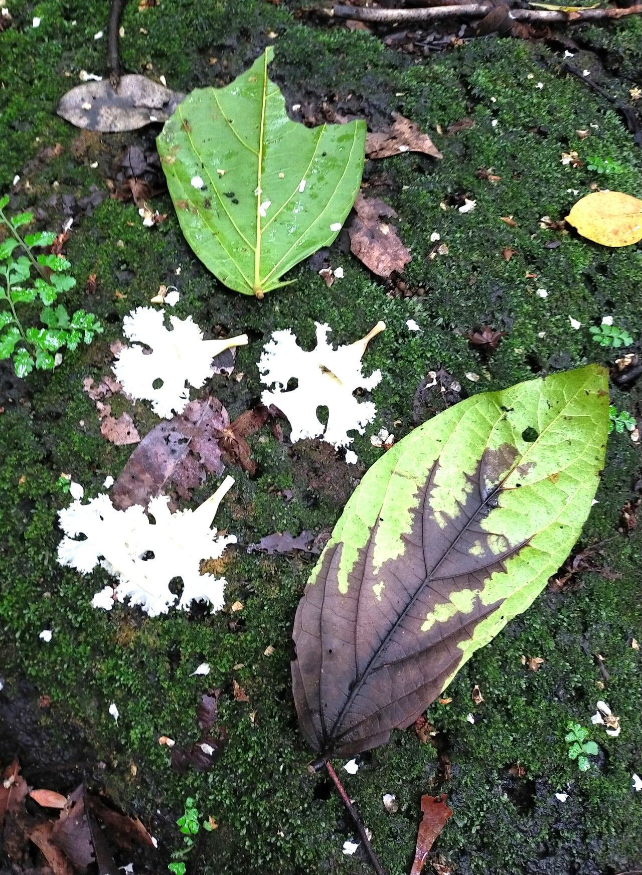 Stereospermum colais — search result for 'Stereospermum'