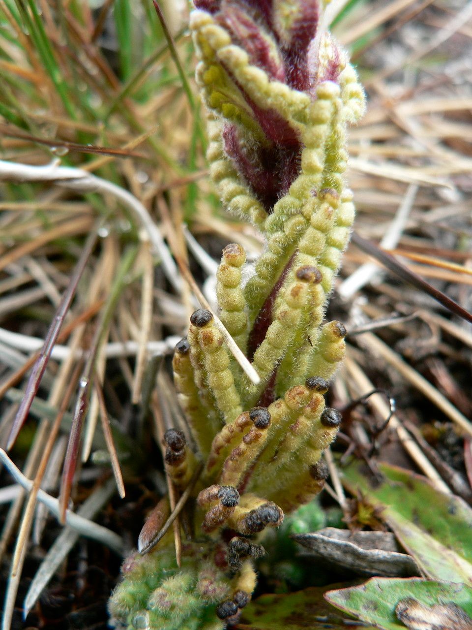 Bartsia stricta — search result for 'Bartsia'