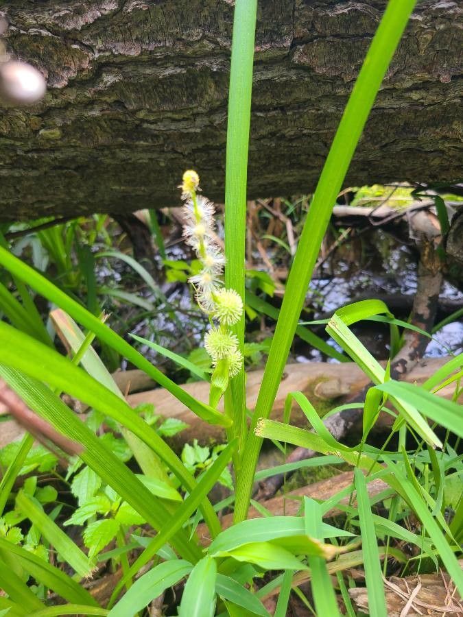 Sparganium americanum flower