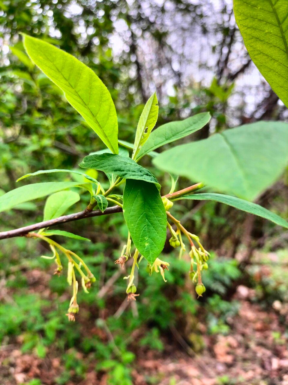 Oemleria cerasiformis flower
