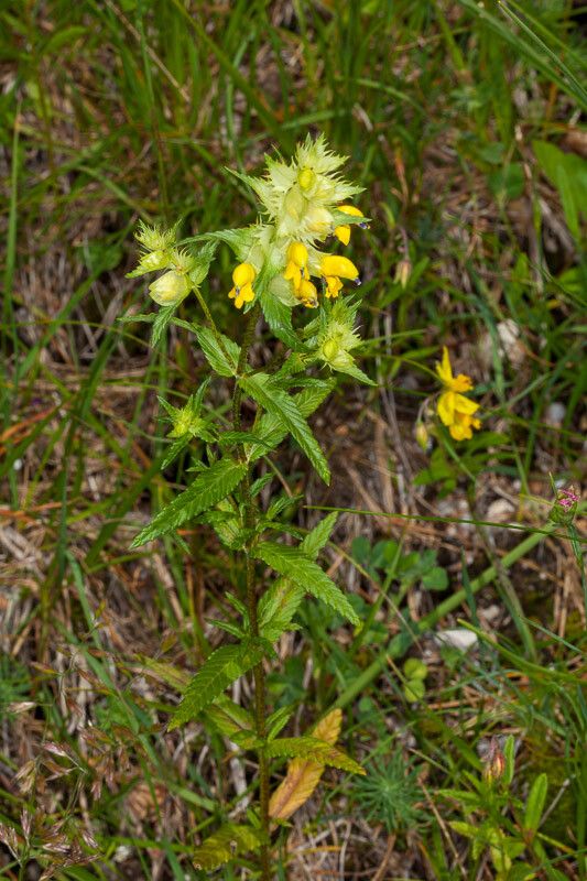 Rhinanthus glacialis leaf
