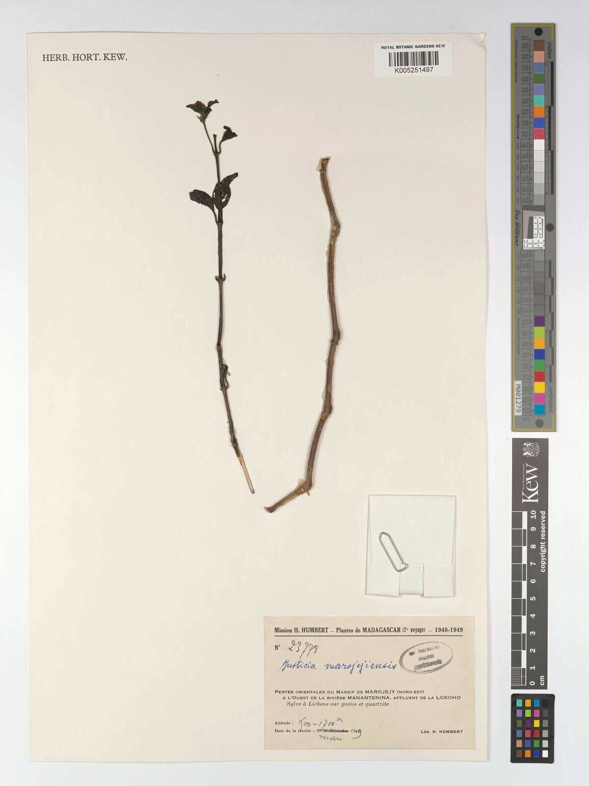 Justicia marojejiensis — houseplant care guide