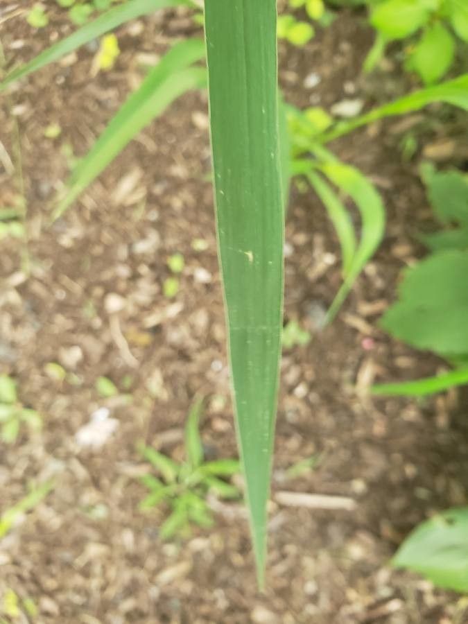 Setaria verticillata leaf