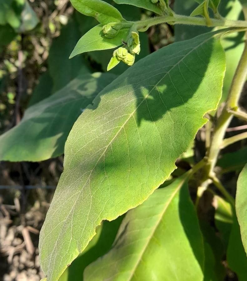 Trixis praestans leaf