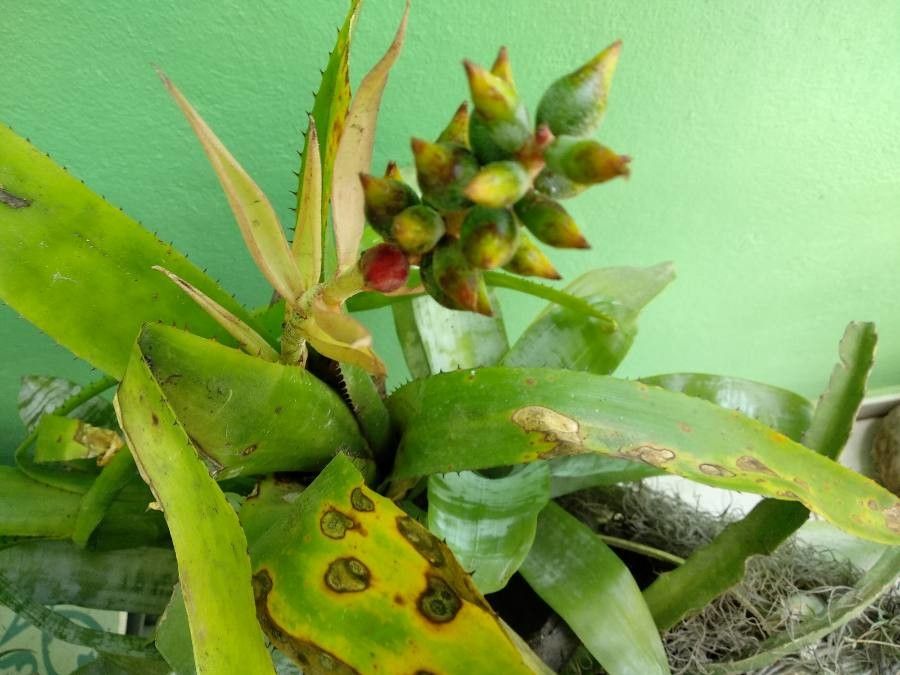 Guzmania plumieri fruit