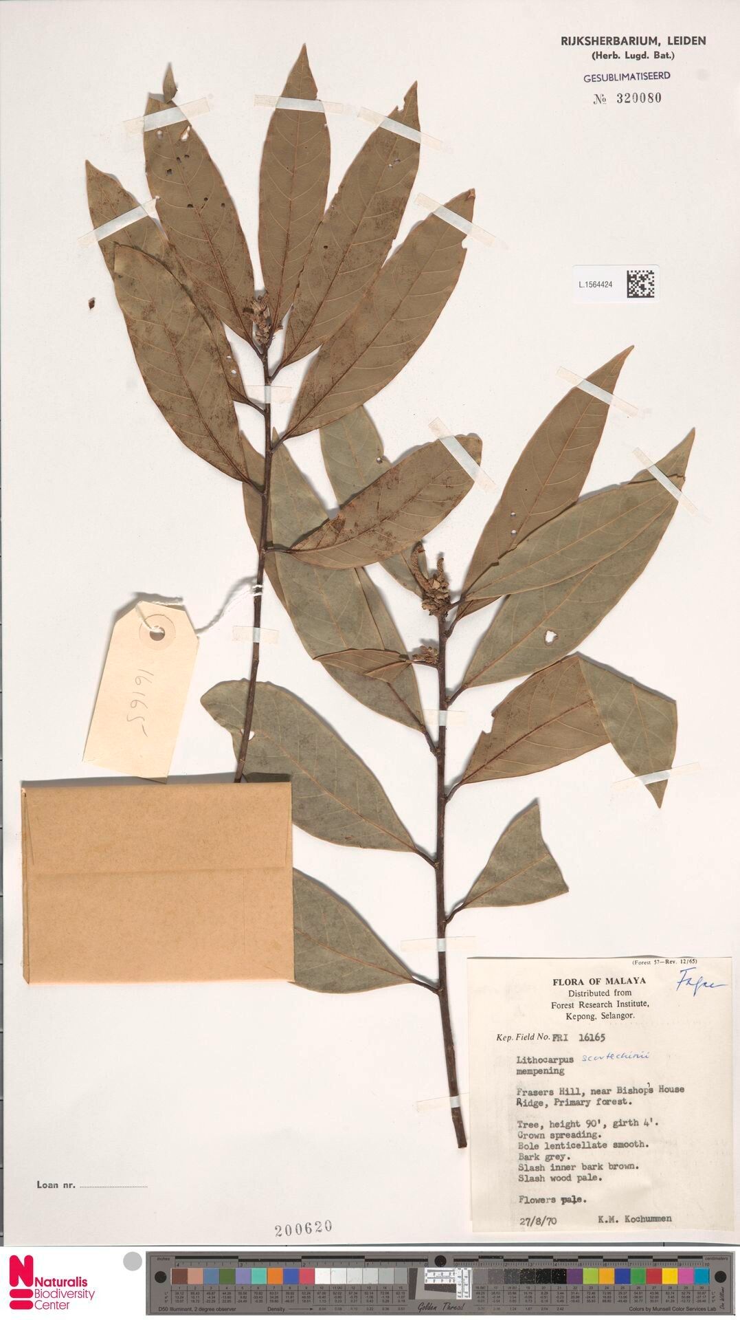 Lithocarpus scortechinii — houseplant care guide