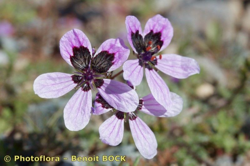 Erodium stellatum — search result for 'Erodium'