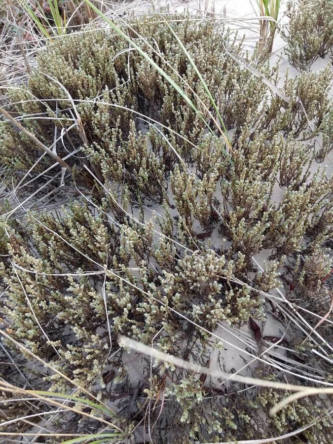 Hudsonia tomentosa habit