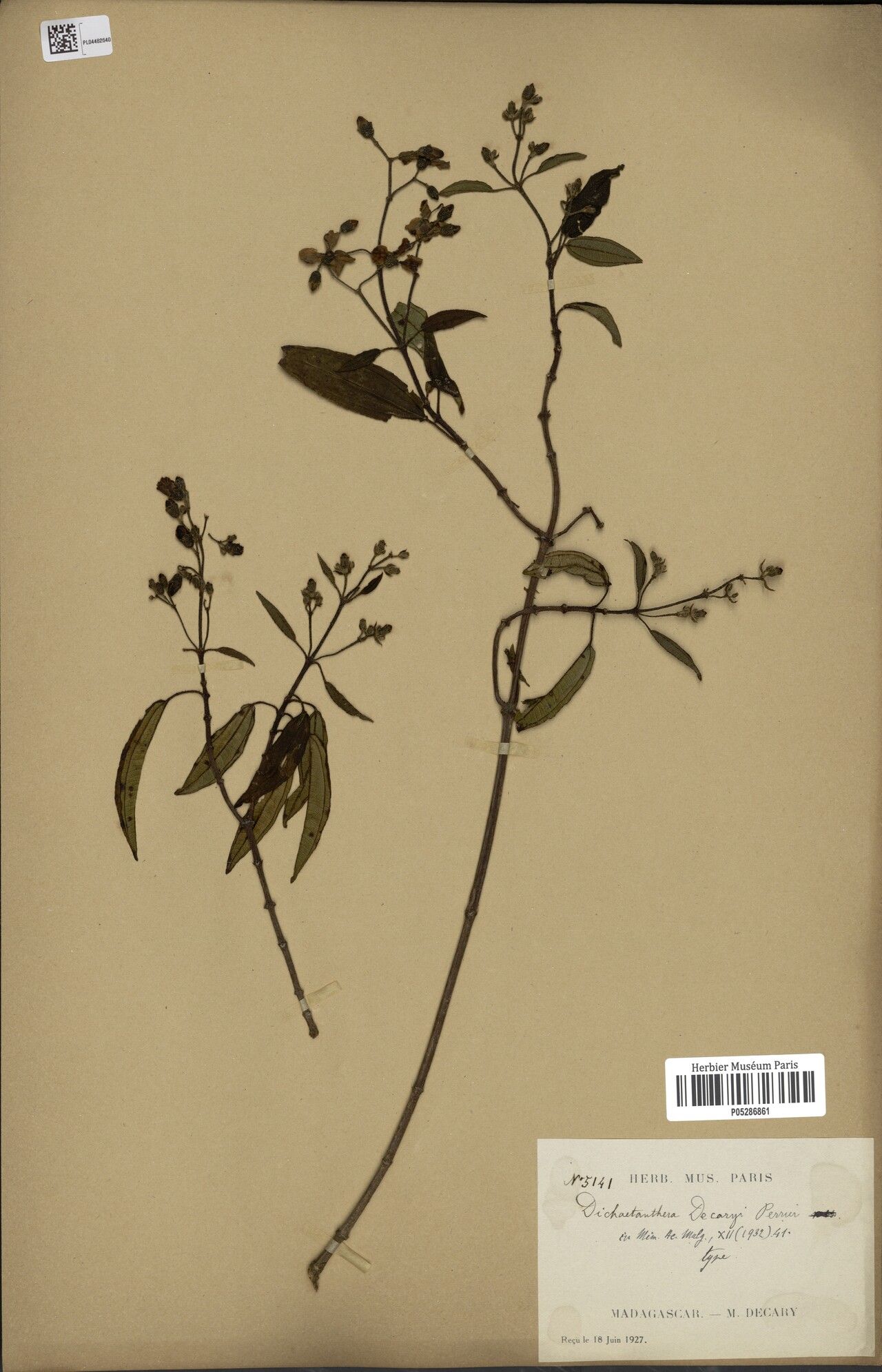 Dichaetanthera decaryi — houseplant care guide