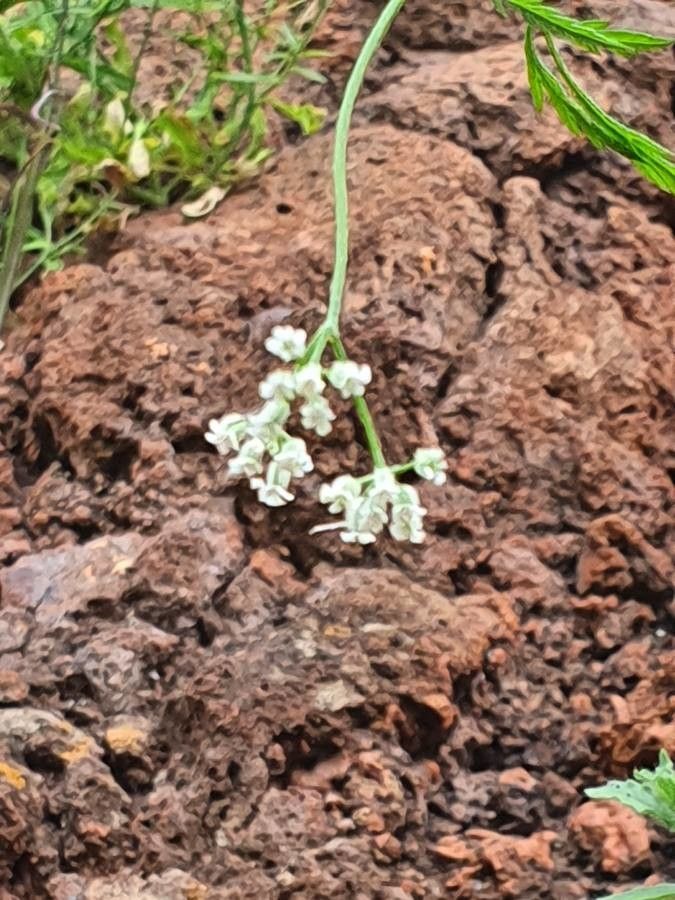 Torilis africana flower