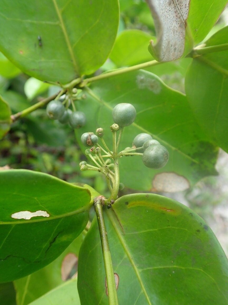 Psydrax moandensis — houseplant care guide