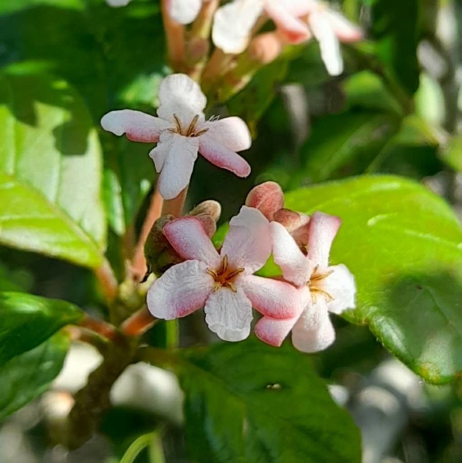 Guettarda uruguensis flower