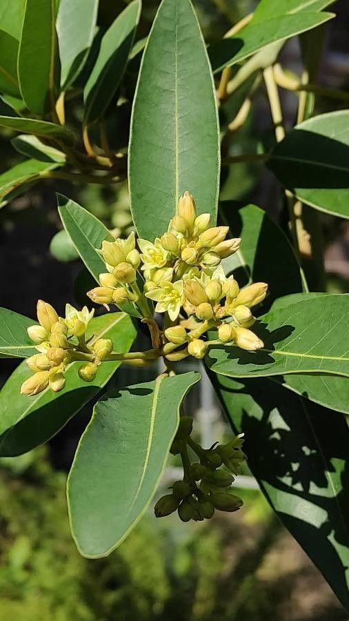 Persea indica flower