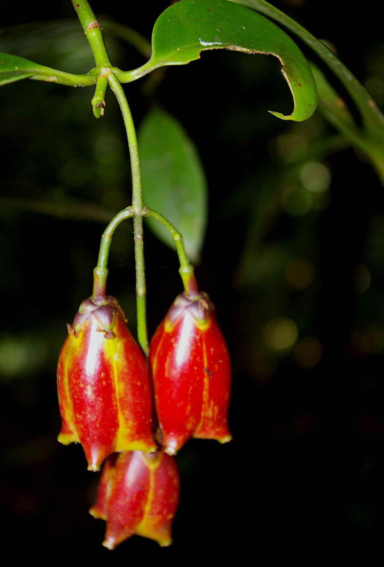 Clusia gracilis fruit