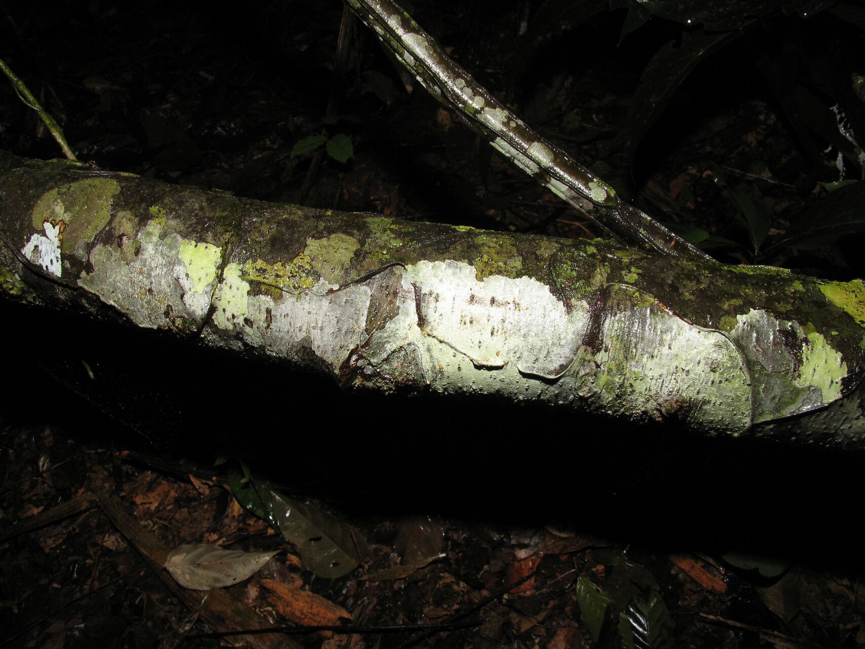 Ocotea aurantiodora bark