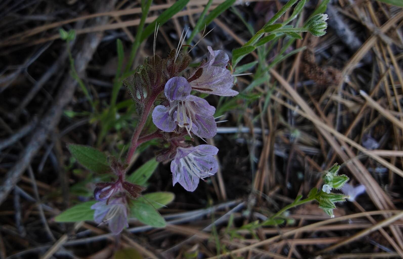 Phacelia breweri flower