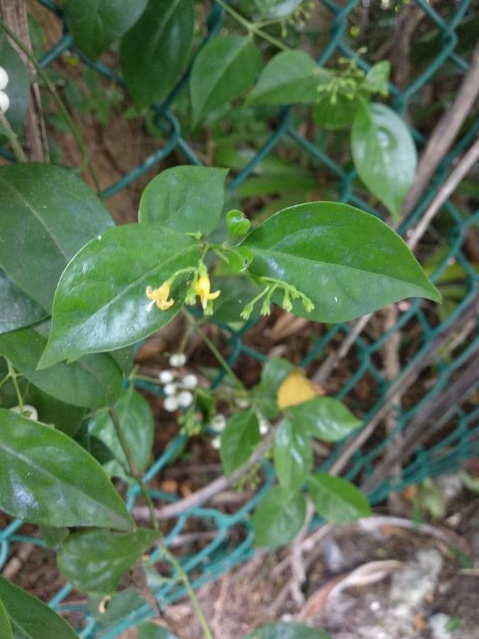 Chiococca alba flower