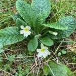 Primula vulgaris
