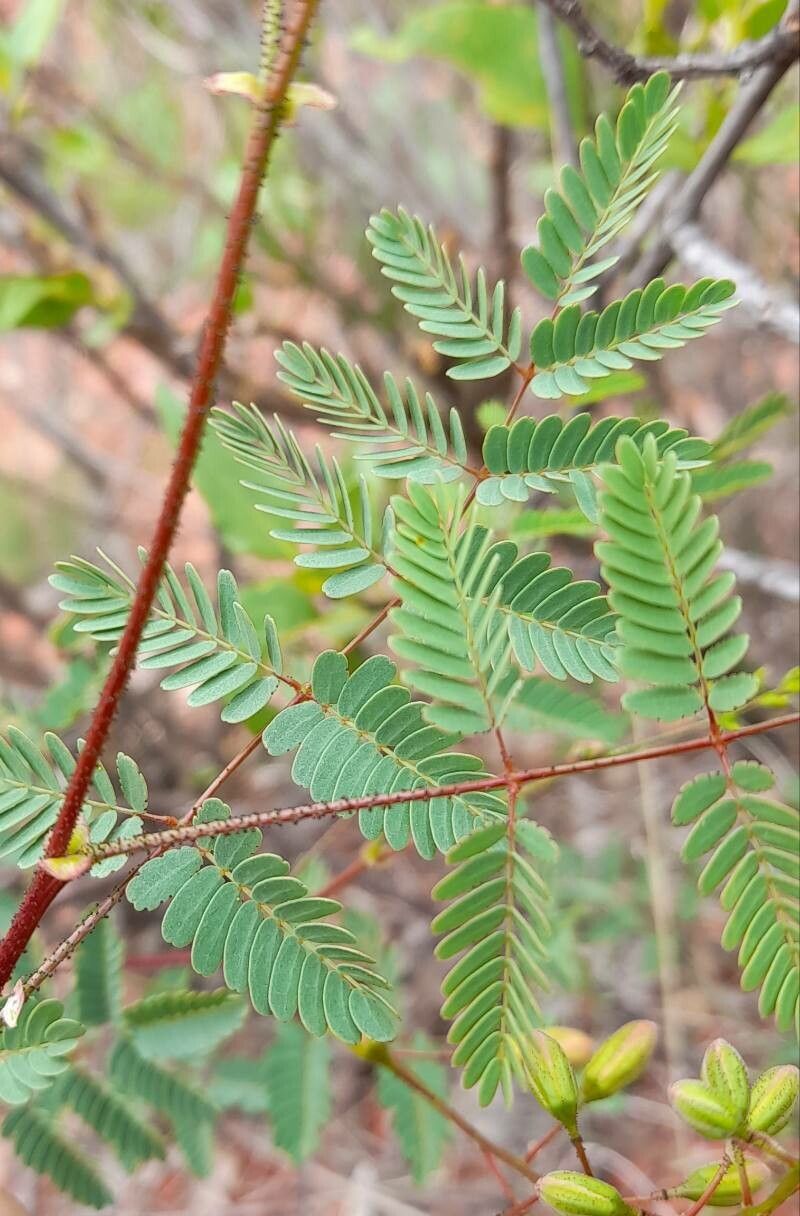 Caesalpinia mimosifolia — search result for 'Caesalpinia'