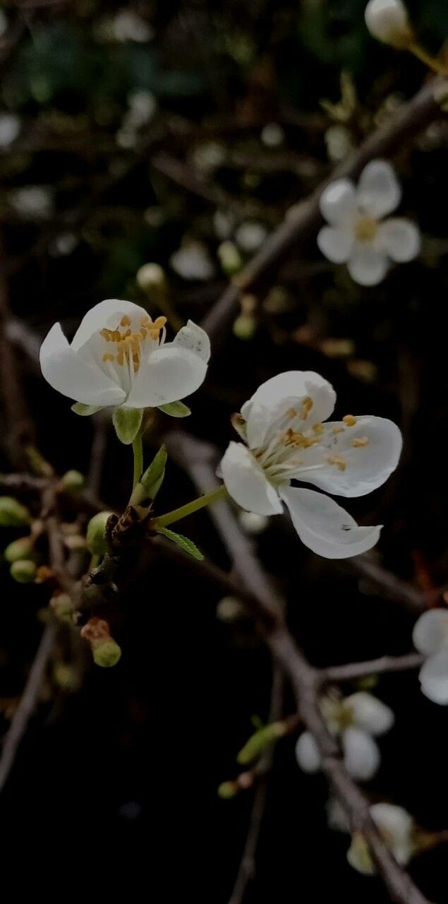 Prunus x cerea flower