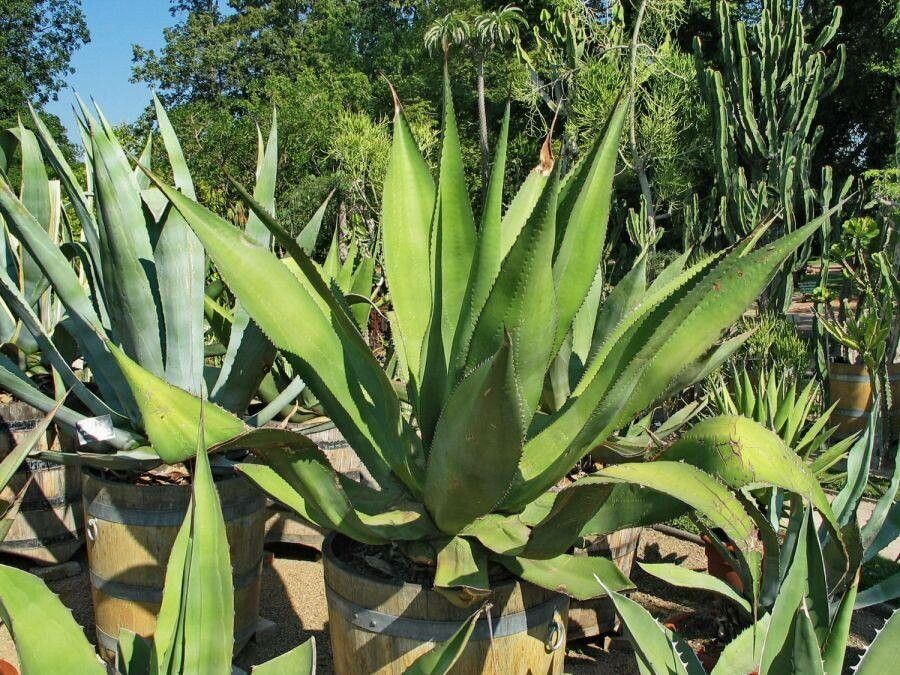 Agave evadens — houseplant care guide