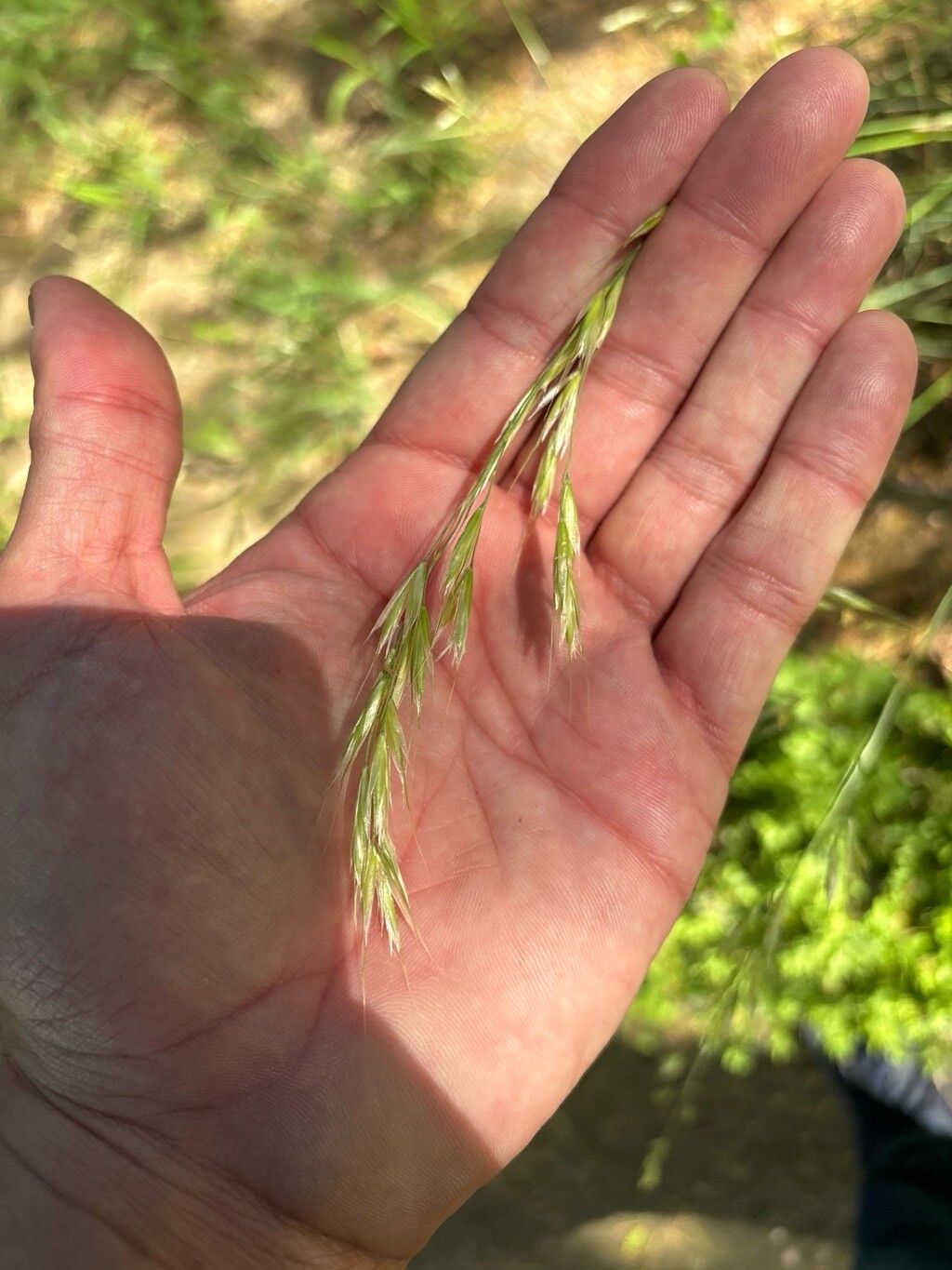 Helictotrichon filifolium flower