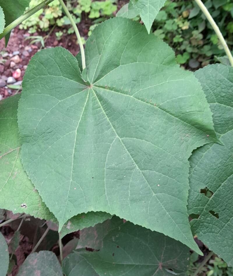 Abutilon jujuyense leaf