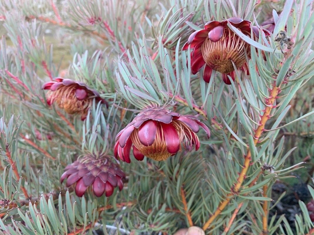 Protea witzenbergiana — search result for 'Protea'