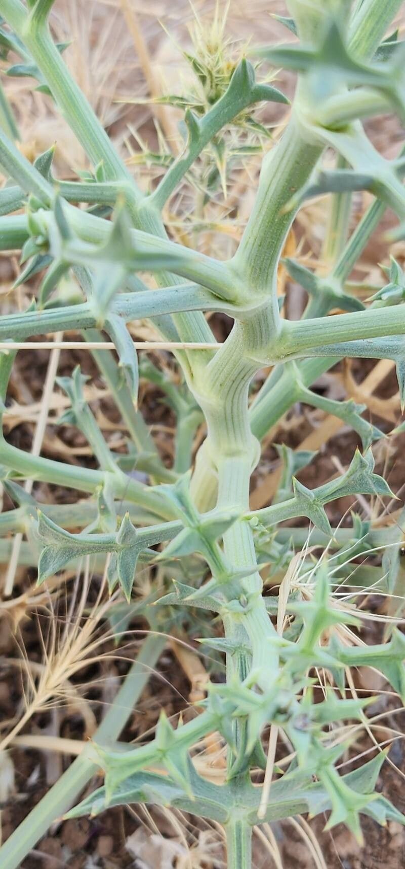 Echinophora platyloba bark