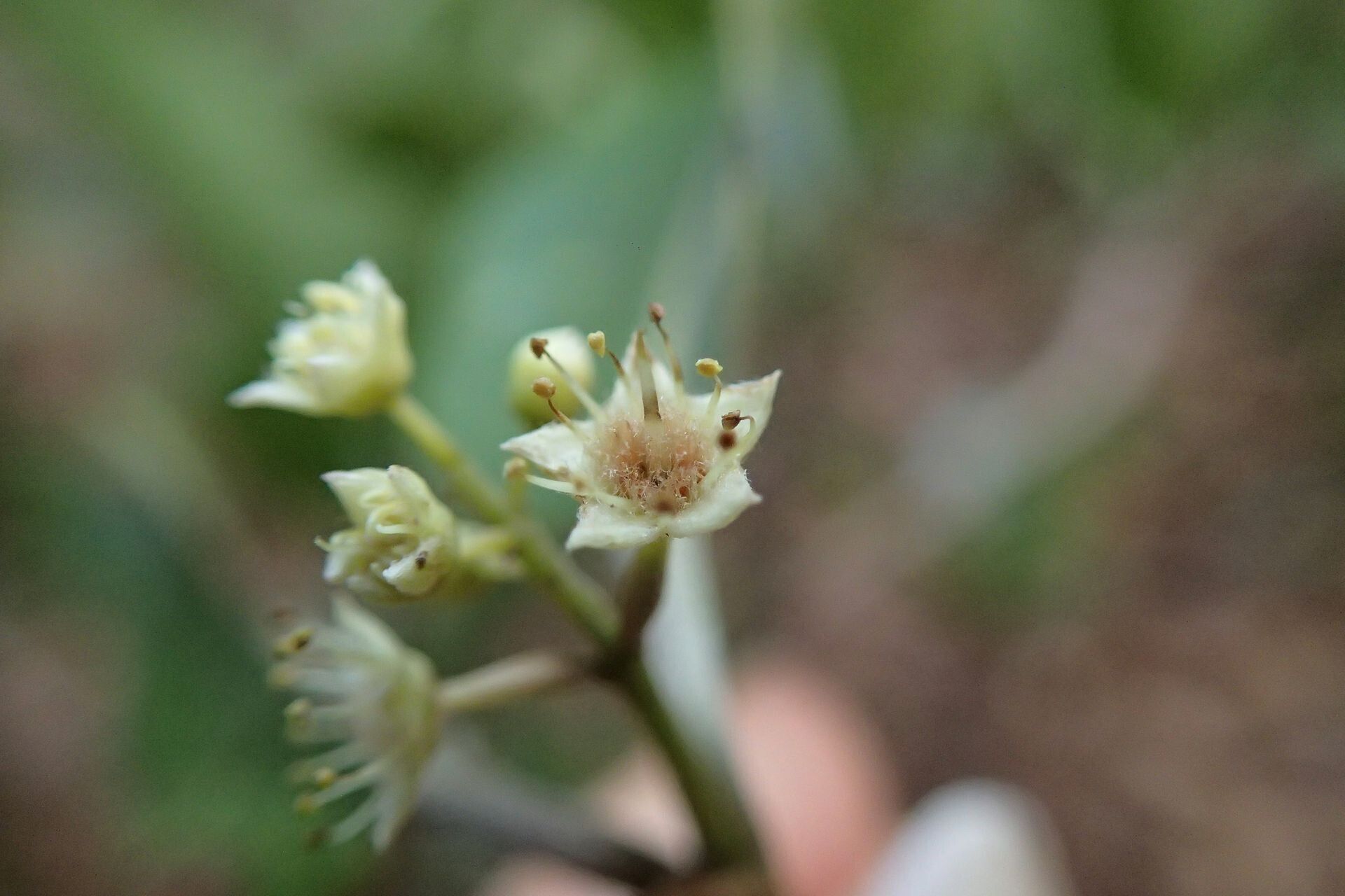 Terminalia gatopensis flower