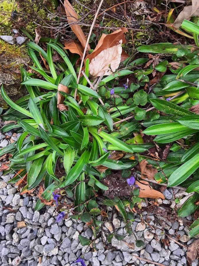 Armeria euscadiensis leaf