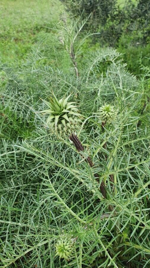 Cynara humilis — related species from the same genus