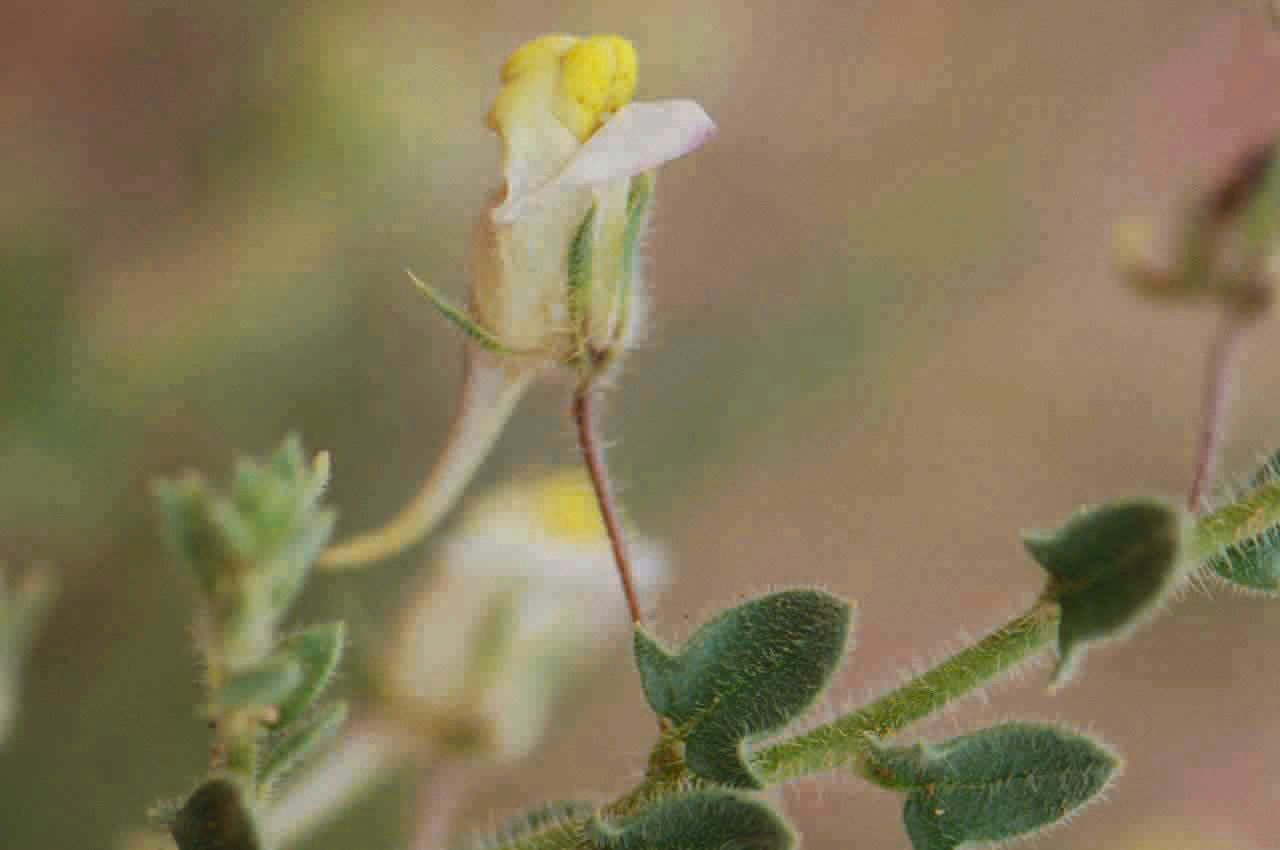 Kickxia aegyptiaca flower