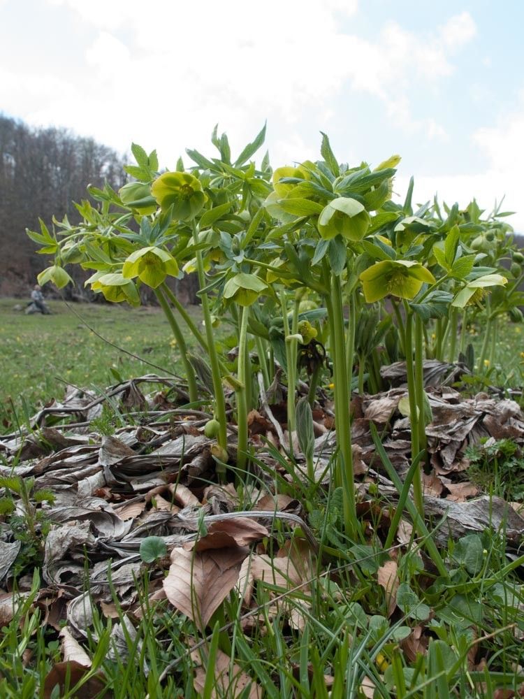 Helleborus cyclophyllus habit