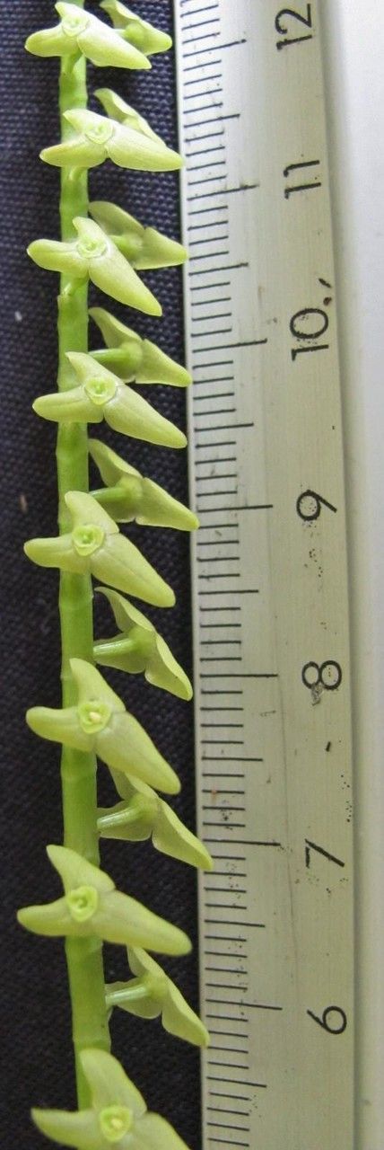 Stelis transversalis other