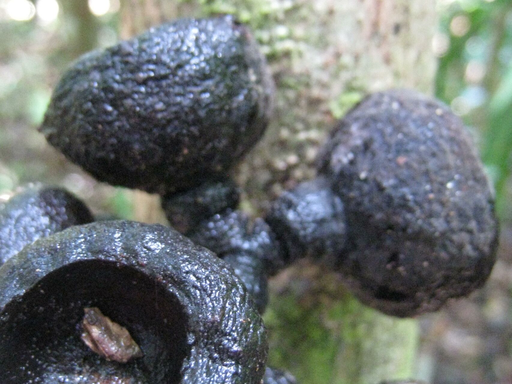 Rhodostemonodaphne grandis fruit