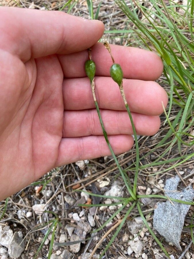 Narcissus dubius fruit