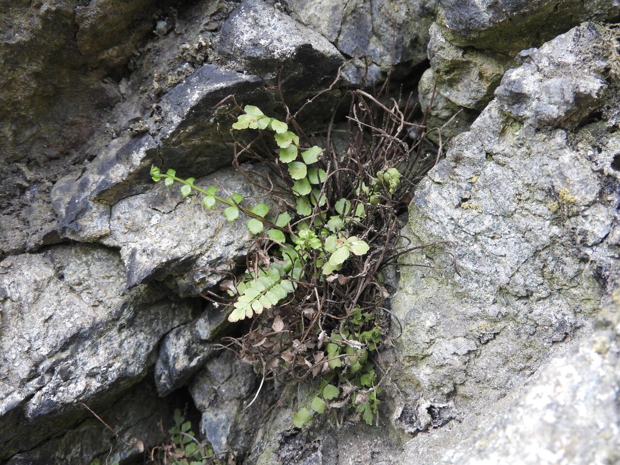 Asplenium adulterinum leaf