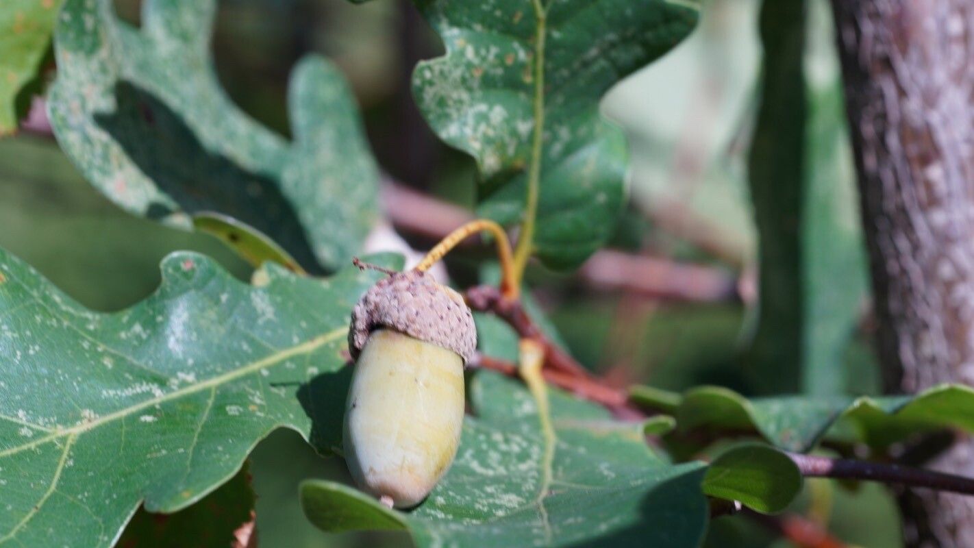 Quercus engelmannii fruit