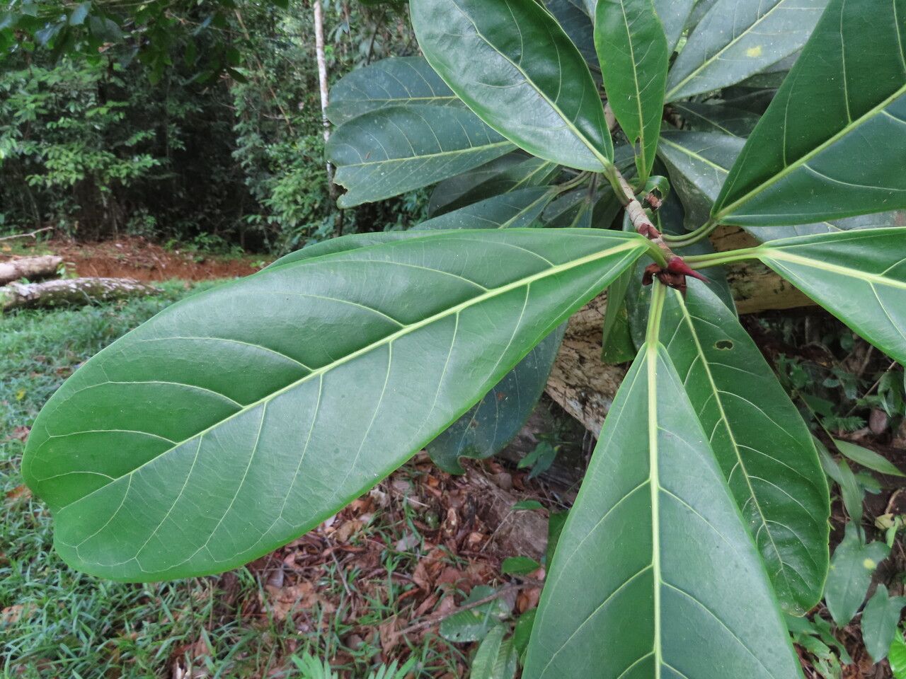 Ficus cahuitensis leaf