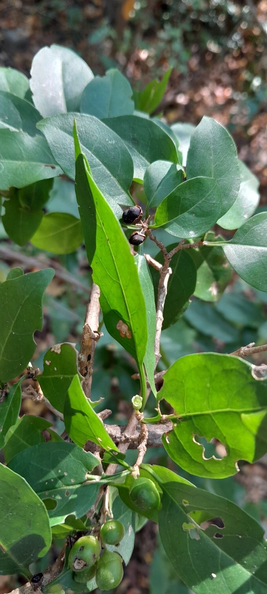 Clerodendrum pyrifolium — houseplant care guide