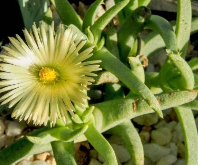 Cheiridopsis velox — houseplant care guide