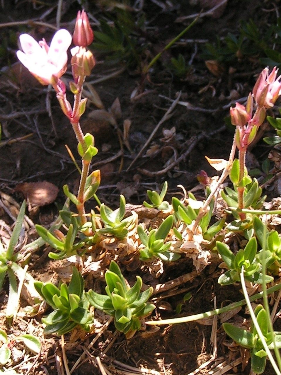 Arenaria purpurascens habit