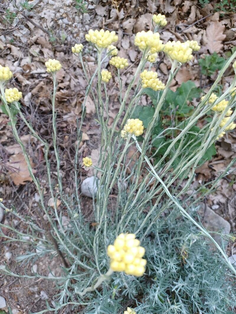Helichrysum rupestre bark